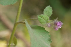 Blumea neilgherrensis
